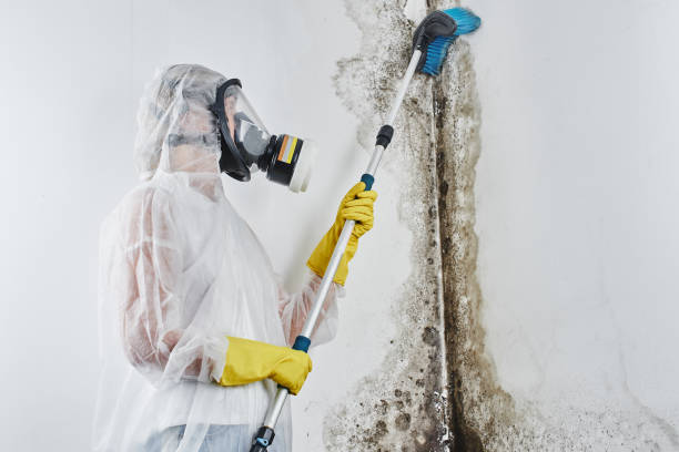 Best Certified Mold Removal  in Leisure Village, NJ