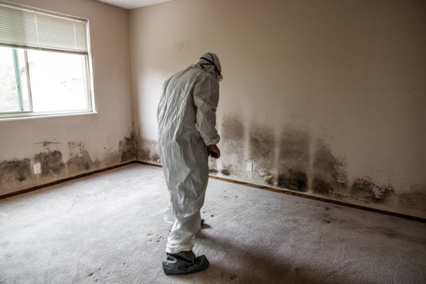 Crawl Space Mold Removal in Leisure Village, NJ