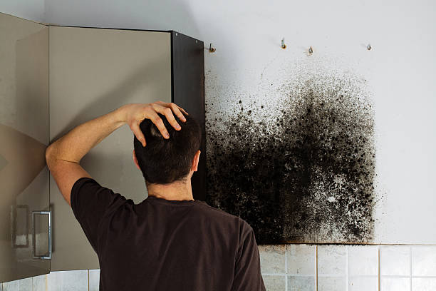Office Mold Removal Services in Leisure Village, NJ