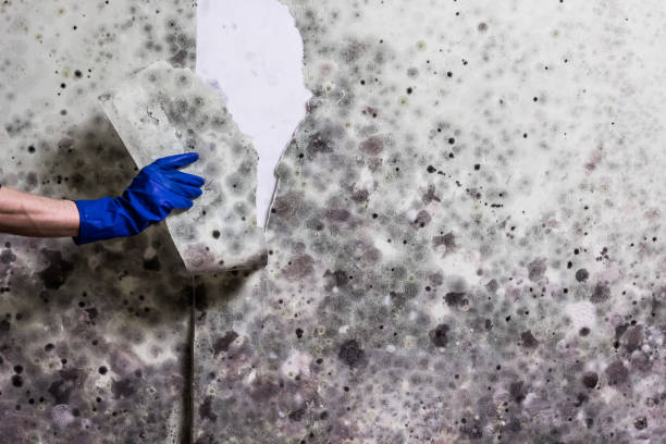 Best Mold Remediation Services  in Leisure Village, NJ