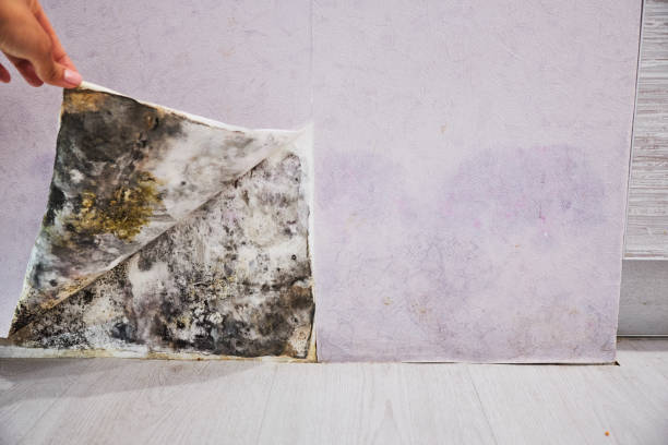 Best Residential Mold Removal  in Leisure Village, NJ